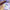 Bloomy 06p-600×600